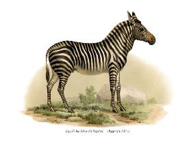 Zebra