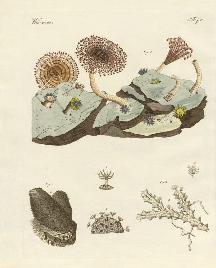 Zoophytes and animal plants od German School, (19th century)