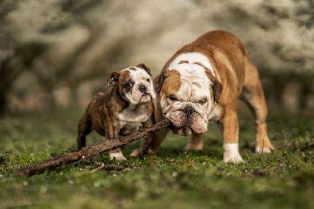 Busy with a stick