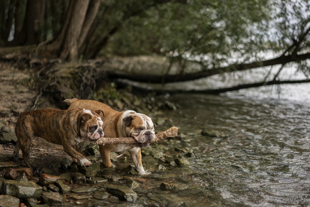 Crossing the stream od Gert van den Bosch