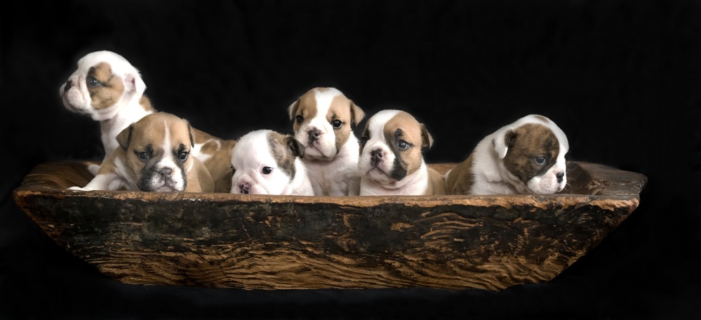 A bunch of English Bulldog puppies. od Gert van den Bosch