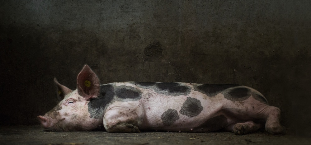 A pigs life..... od Gert van den Bosch