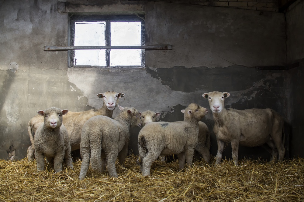 Sheep-ish od Gert van den Bosch