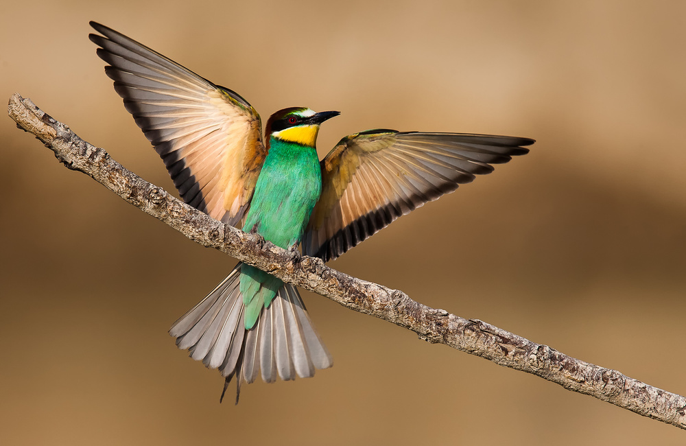 Bee-eater od Giorgio Disaro