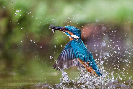 Kingfisher whit prey