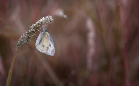 Butterfly##