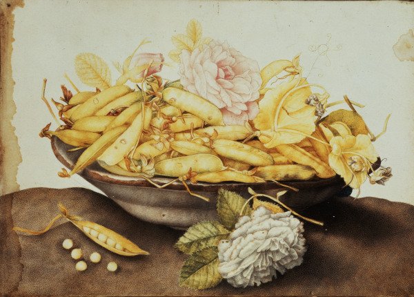 G.Garzoni / Bowl with Pea-Pods / c.1650 od Giovanna Garzoni