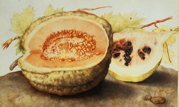 G.Garzoni, Melone und Granatapfel od Giovanna Garzoni