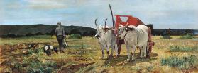 Ox-cart in the Tuscan Maremma