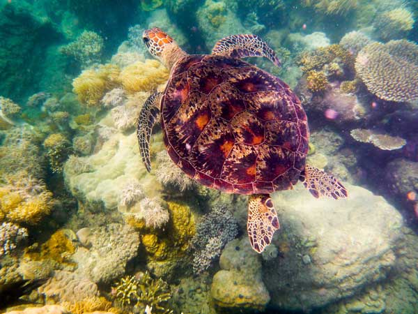 Australian Tropical Reef Turtle 4 od Giulio Catena