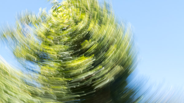 Spinning tree 2 od Giulio Catena