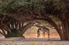 Giraffe - Namibia