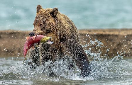 Fishing - Kamchatka, Russia