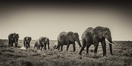 The ancestral march