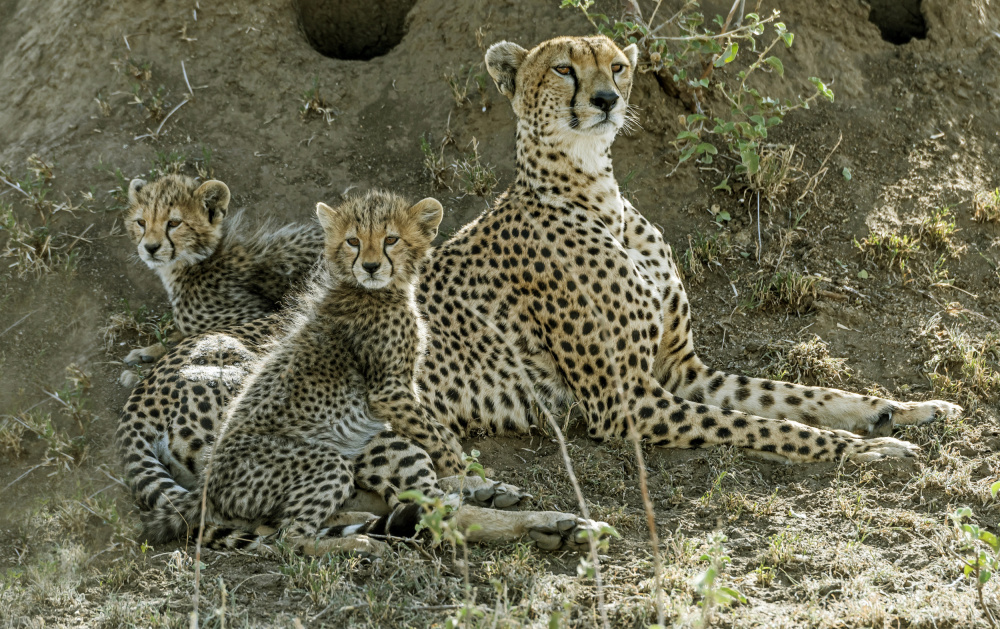 Family on alert od Giuseppe DAmico