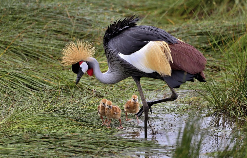 Crowned crane and its little ones od Giuseppe DAmico