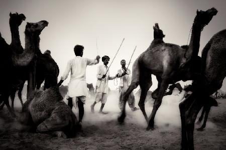 Mercato dei cammelli a Pushkar