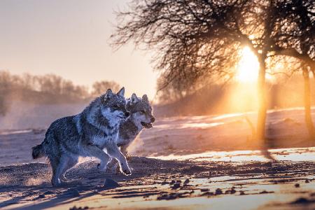 Two northern wolves