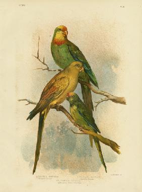 Barraband'S Parakeet