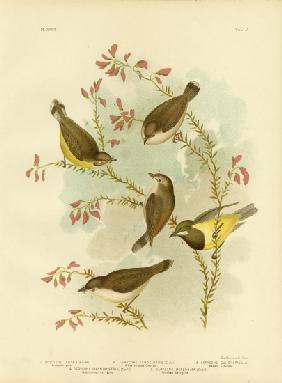 Brown Gerygone