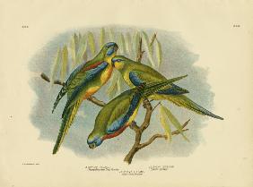 Chestnut-Shouldered Grass Parrakeet