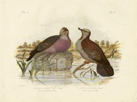 Common Bronzewing