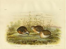 Least Swamp Quail