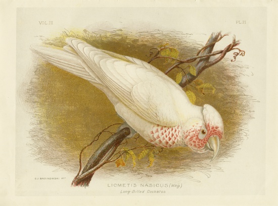 Long-Billed Cockatoo od Gracius Broinowski