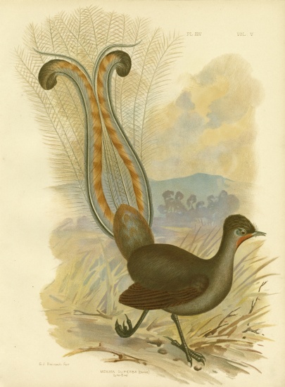 Lyrebird od Gracius Broinowski