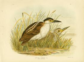 Nankean Night Heron Or Nankeen Night Heron