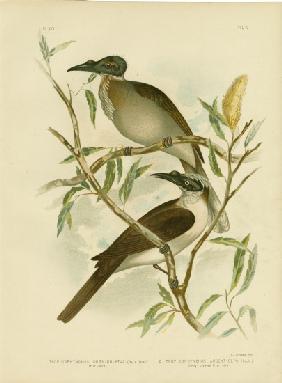 Noisy Friarbird