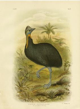 One-Wattled Cassowary