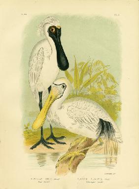 Royal Spoonbill