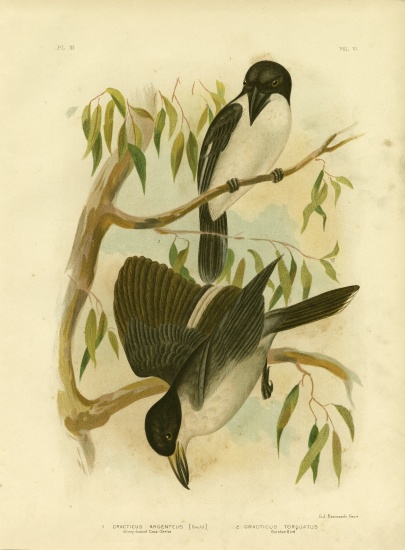 Silverys-Backed Crow-Shrike Or Silver-Backed Butcherbird od Gracius Broinowski