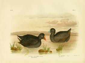 Sombre Gallinule Or Dusky Moorhen