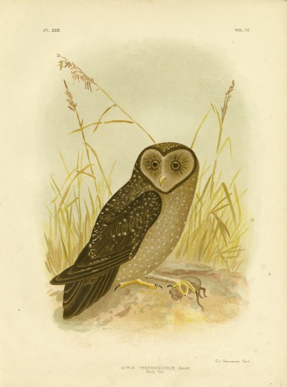 Sooty Owl od Gracius Broinowski