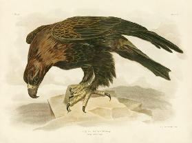 Wedge-Tailed Eagle