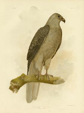 Whistling Eagle Or Whistling Kite