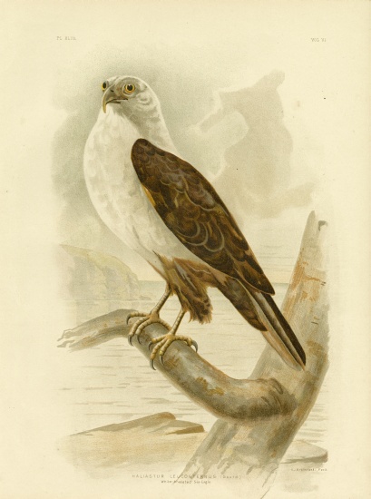 White-Breasted Sea Eagle od Gracius Broinowski
