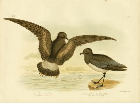 Yellow-Webbed Storm Petrel