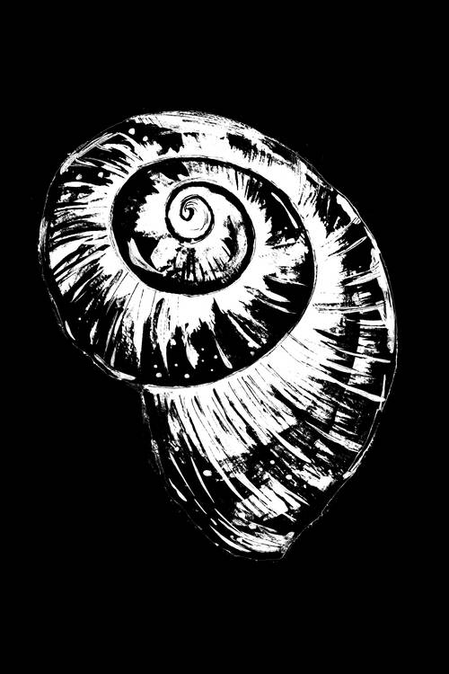 Black and White Spiral Snail Shell od Sebastian  Grafmann