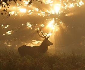 Ghost of the Forest