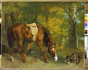 Horse in the woods