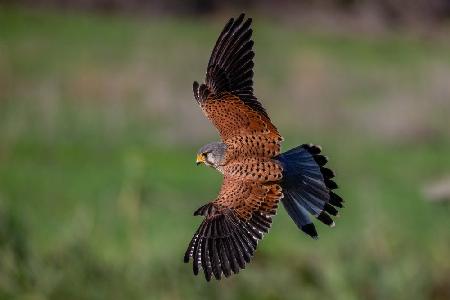 Spectacular kestrel in rapid fading towards prey