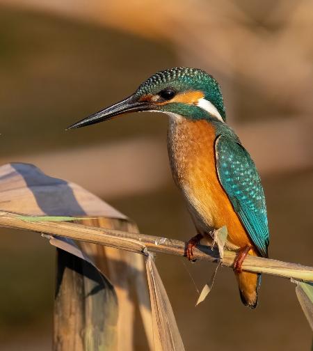 Common Kingfisher