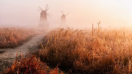 Morning mist