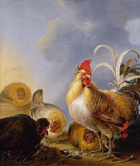 A Group of Farmyard Fowl