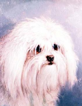 Maltese Terrier (panel)