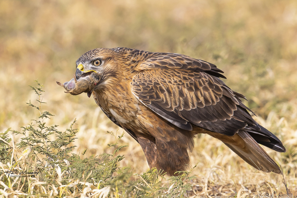 Long-legged buzzard in breafast od Haim Mizrachy