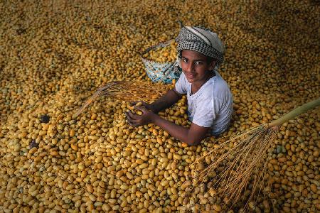 Date Harvest Season